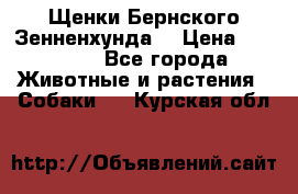 Щенки Бернского Зенненхунда  › Цена ­ 40 000 - Все города Животные и растения » Собаки   . Курская обл.